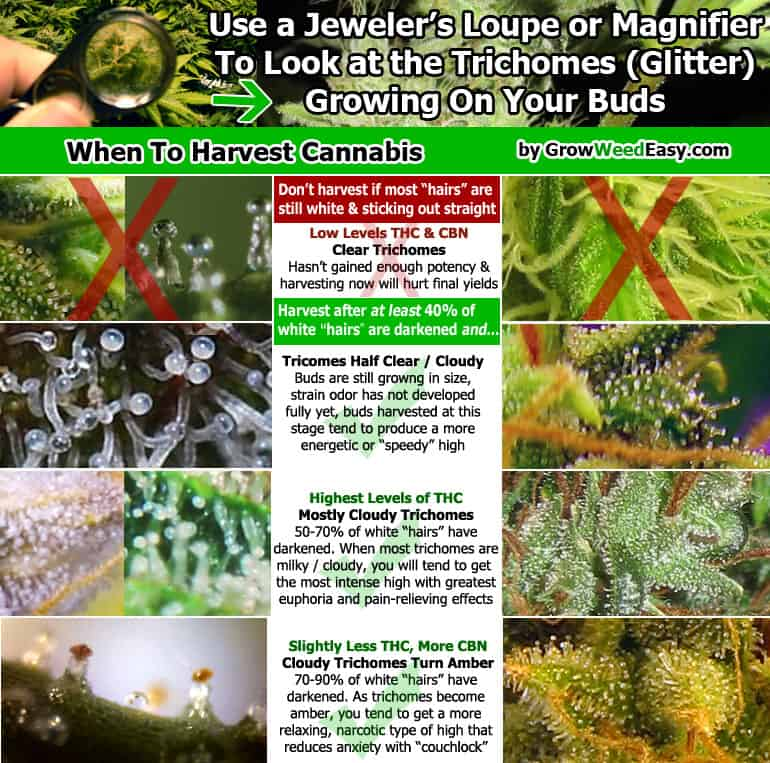 Trichome color guide for harvest timing